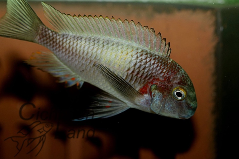 Tropheus sp. 'limespot' Kapampa